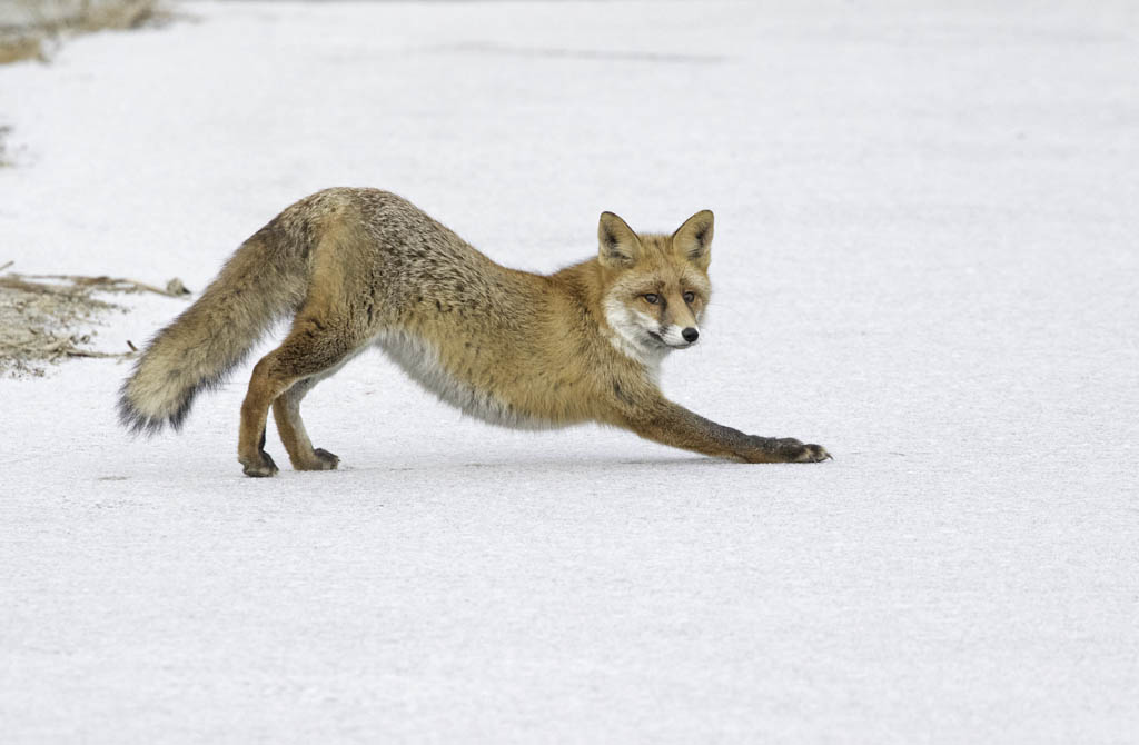 779A8963b-Renard roux (Vulpes vulpes).jpg