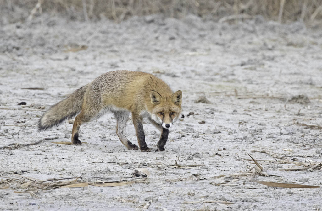 779A8949b-Renard roux (Vulpes vulpes).jpg