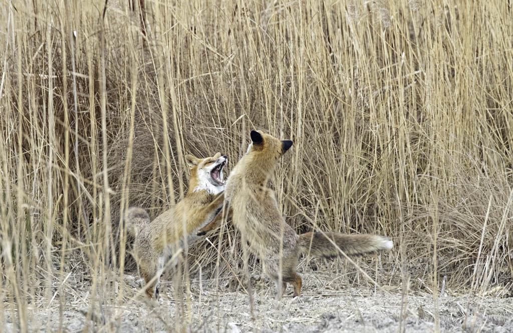 779A8986b-Renards roux (Vulpes vulpes).jpg