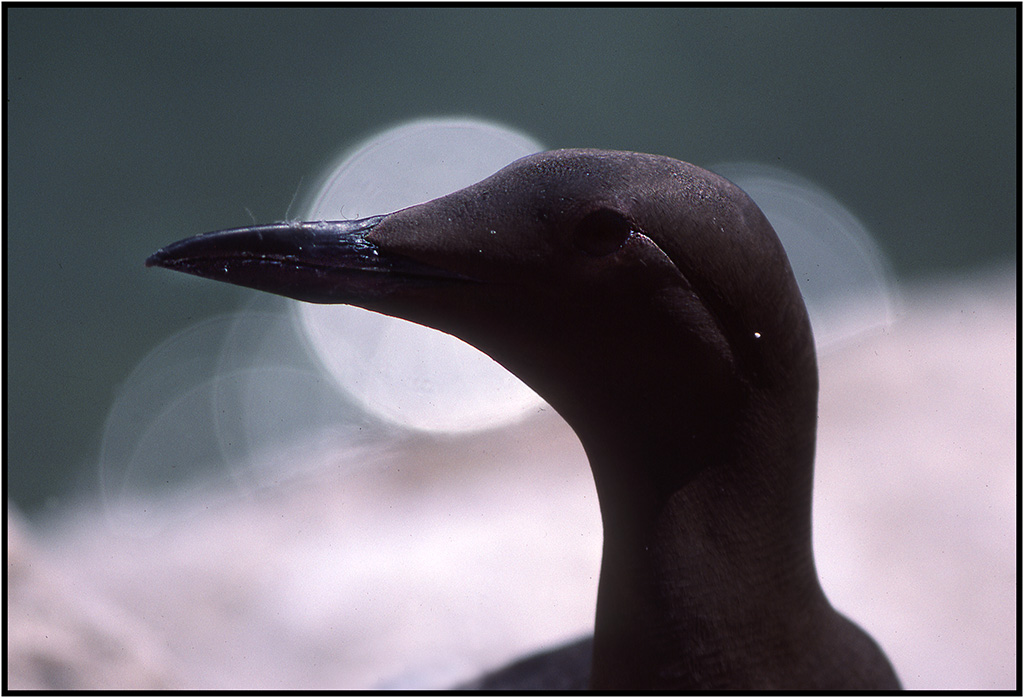 Guillemot de troil.jpg