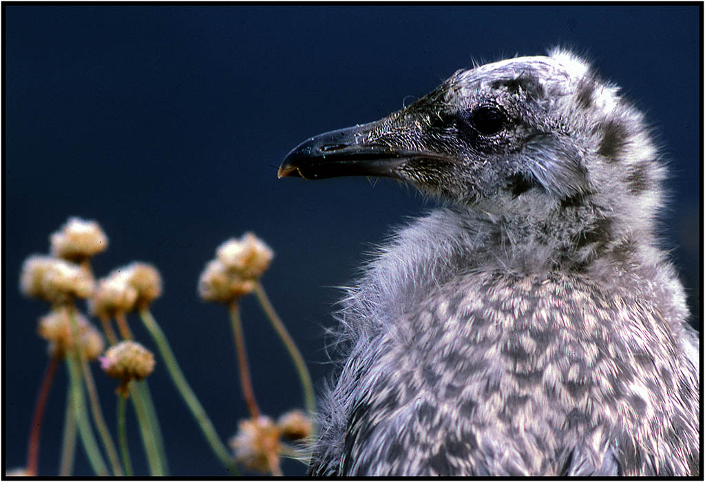 Goeland A juv.jpg