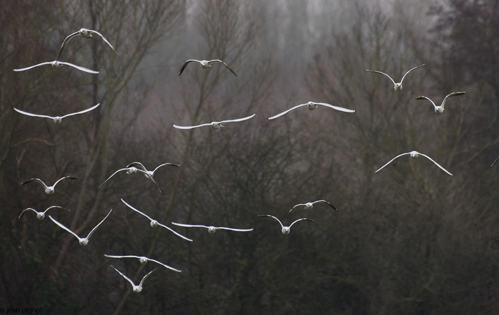 mouette le chevin 01 2018-4.jpg