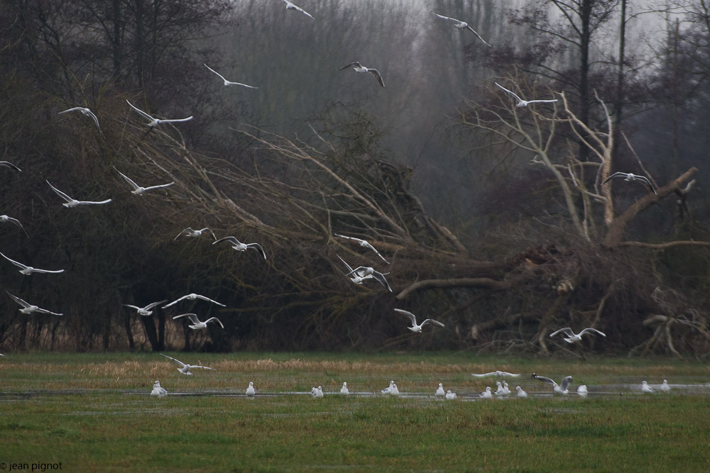 mouette le chevin 01 2018-3.jpg