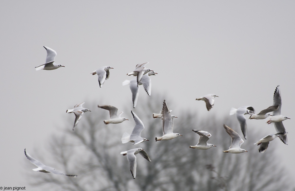 mouette le chevin 01 2018-2.jpg