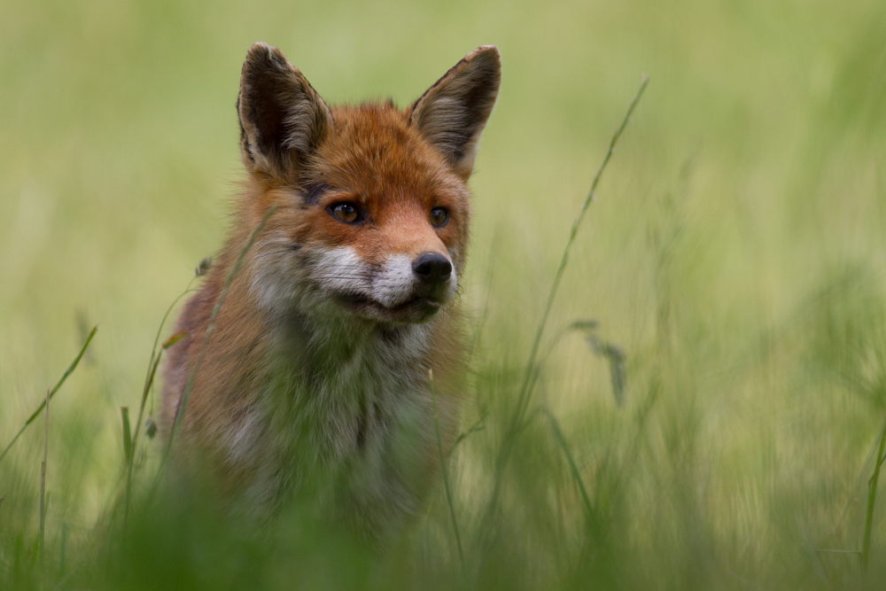 renard image nature.jpg