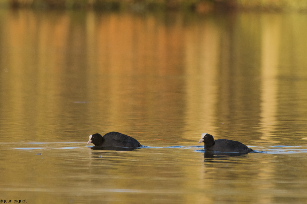 etang besnard 1 2018.jpg