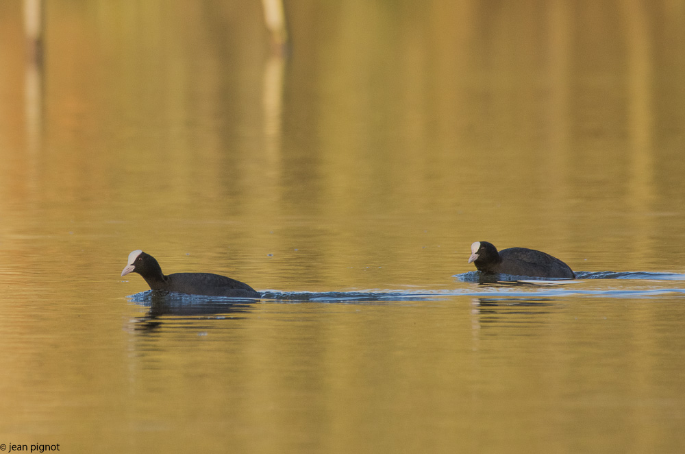 etang besnard 1 2018-2.jpg