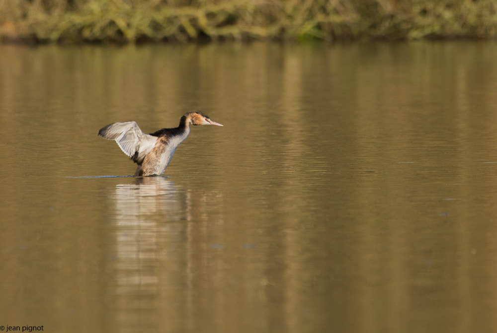 etang besnard 1 2018-4.jpg