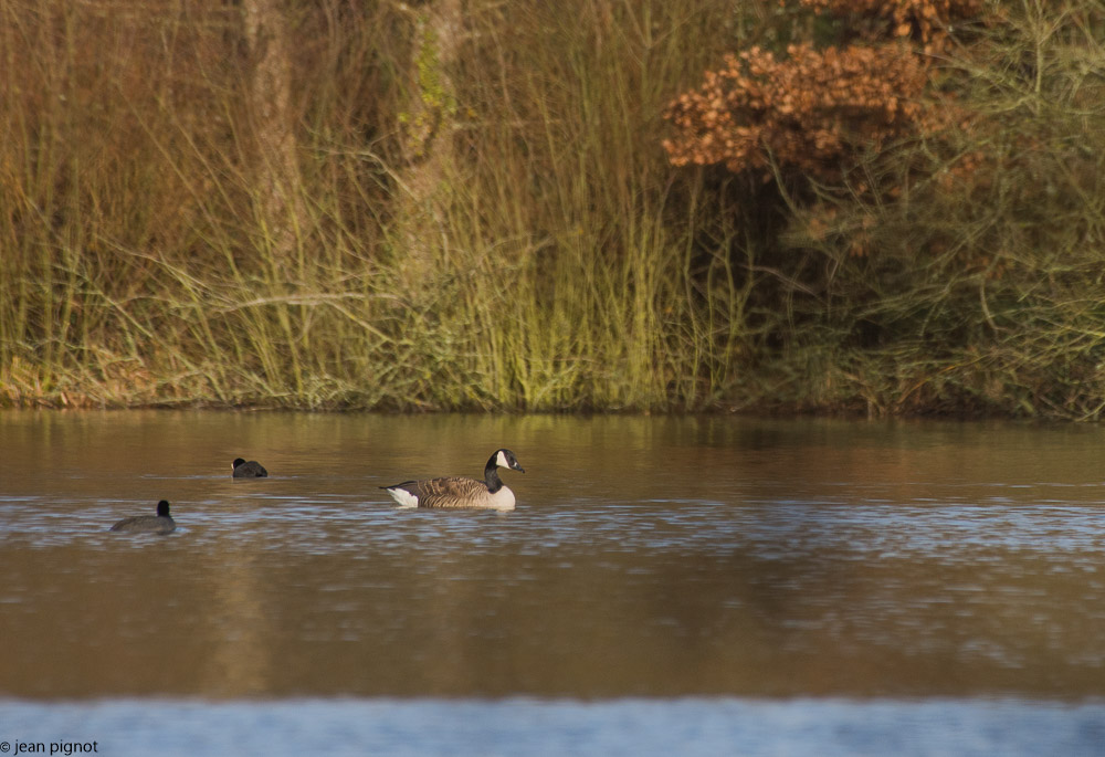 etang besnard 1 2018-6.jpg