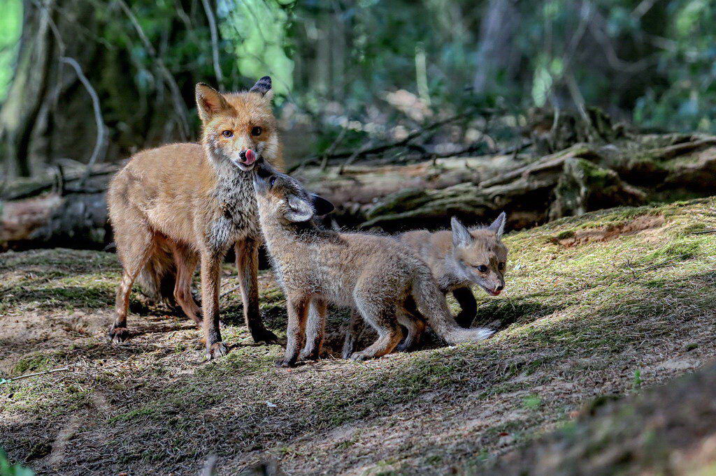 famille renard1.jpg