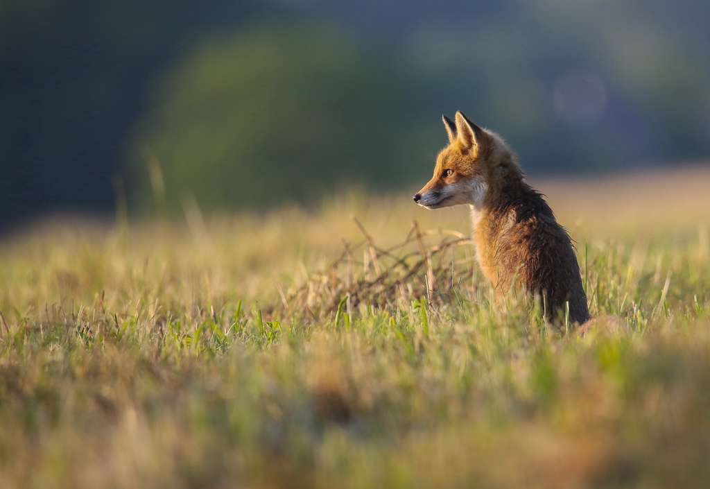 renard au soleil.jpg