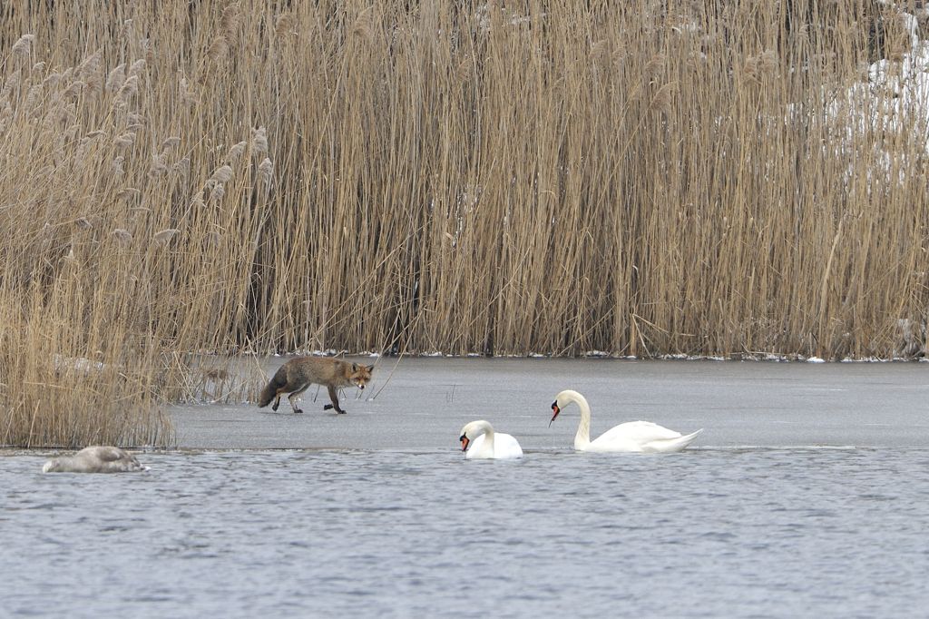 Renard sur glace_8916.jpg