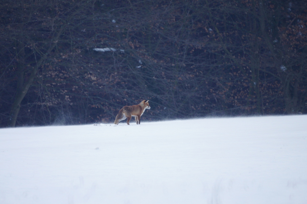 Renard dans la tempête 1.jpg