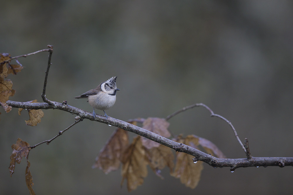 Saint Piat_29-11-2017-10-58-41_0132.jpg