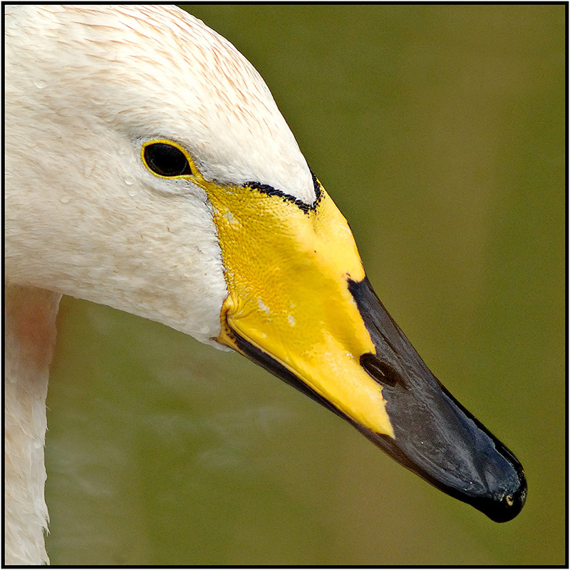 Cygne Sau0003Corr.jpg