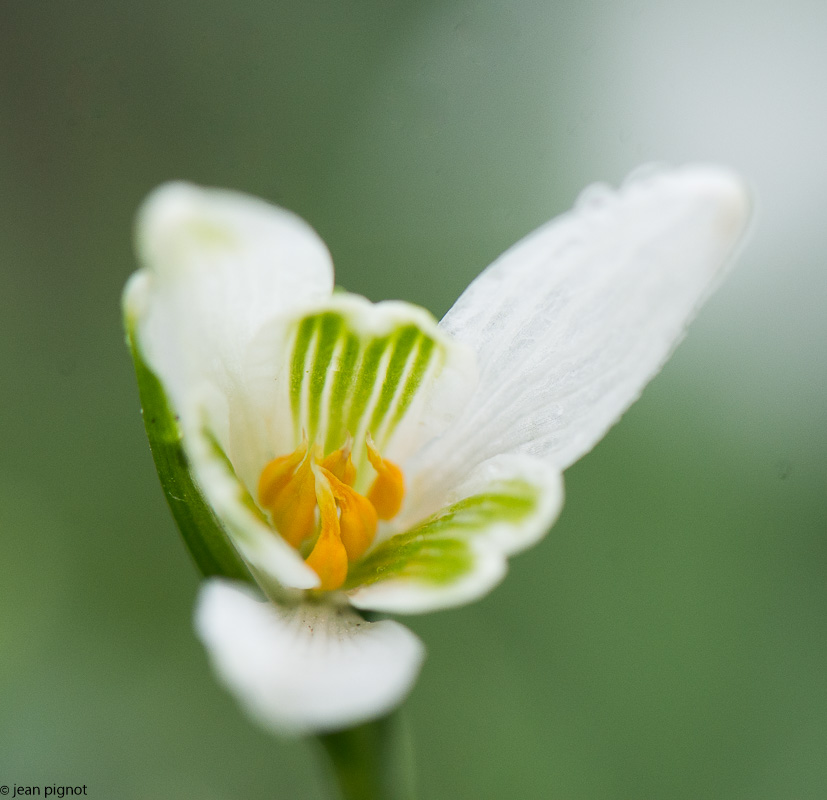 perce neige1 2018-5.jpg