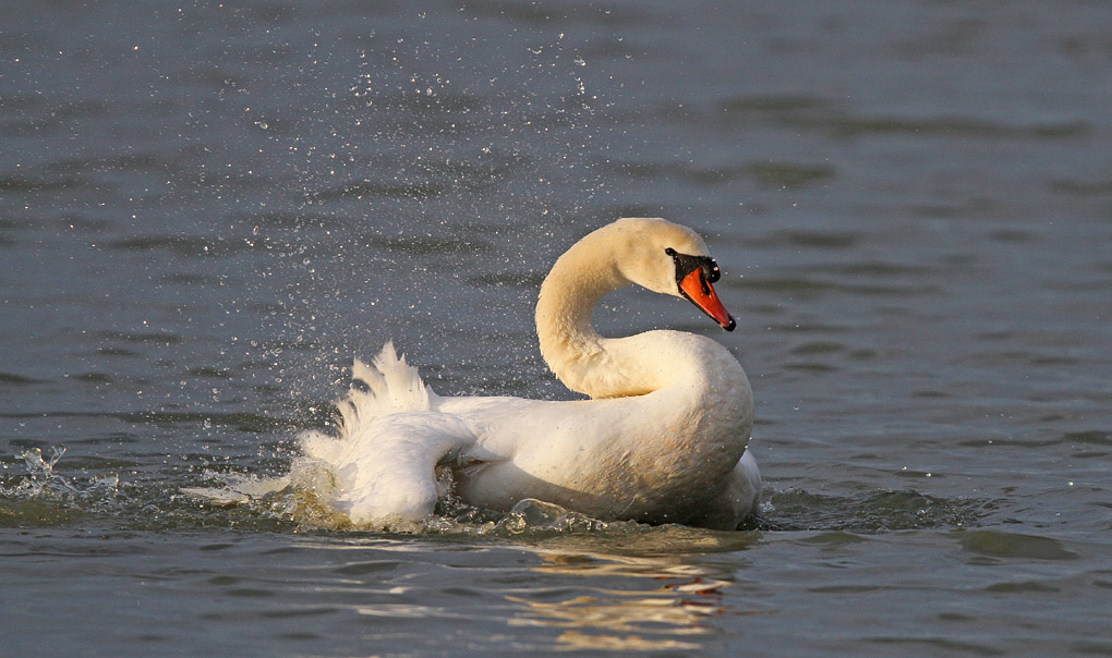 CYGNE BAIN 6 ENV.jpg