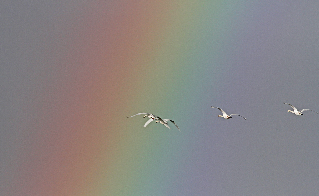 ARC ET CYGNES ENV.jpg