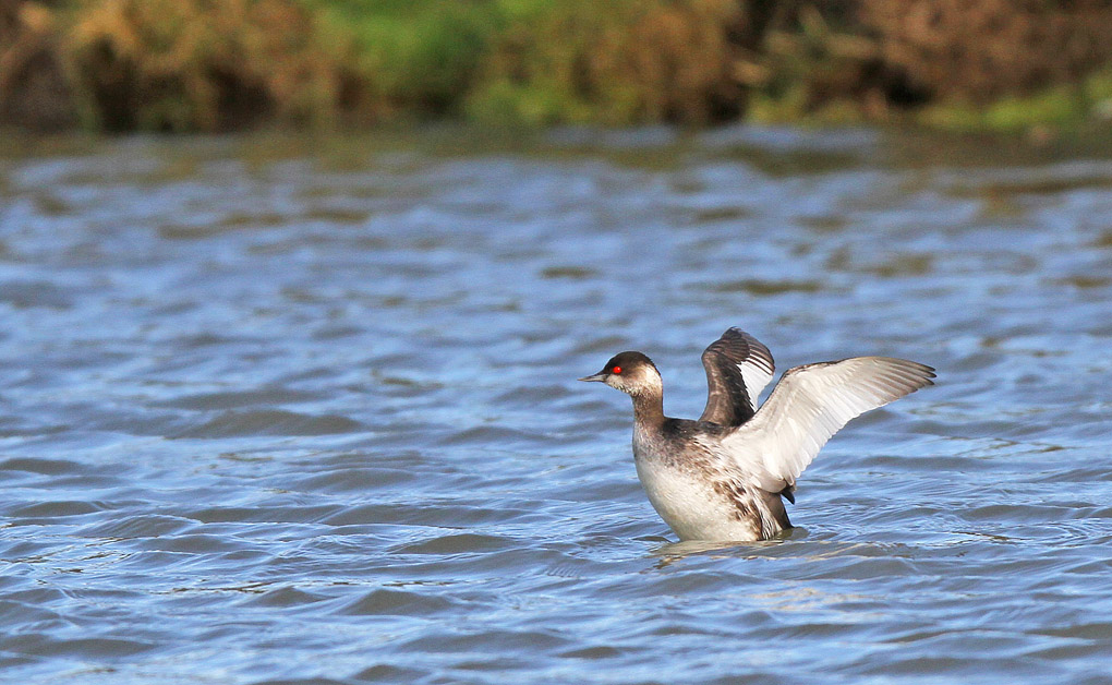 GREBE A COU NOIR ENV.jpg