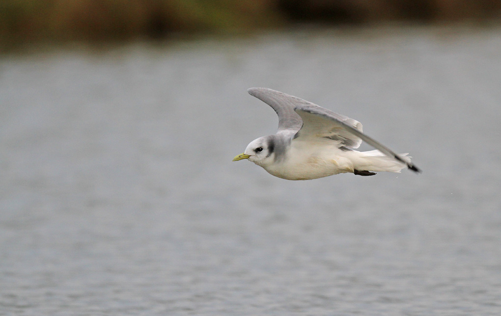 MOUETTE TRIDACTYLE 2 ENV.jpg