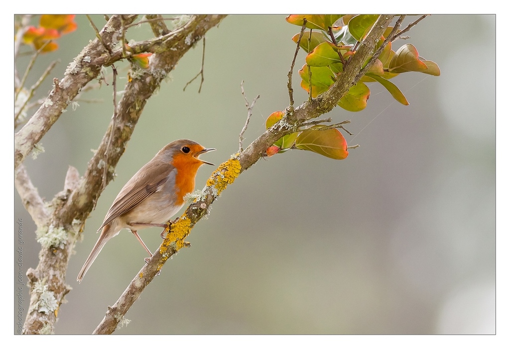 N°2 rouge gorge posé-Canon 400L=640mm à f 5,6-iso 320-500èmeOCT2018.jpg