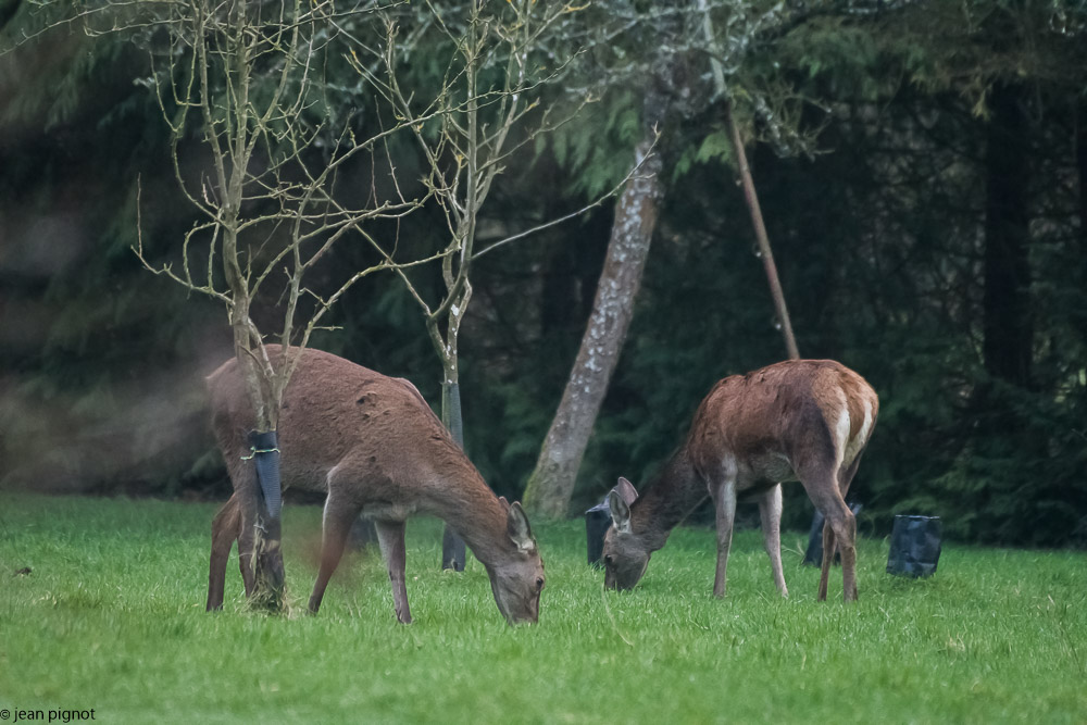 biche manssion1 2018-4.jpg