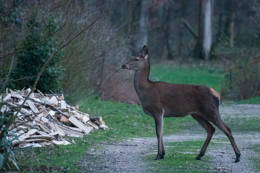 biche manssion1 2018-6.jpg