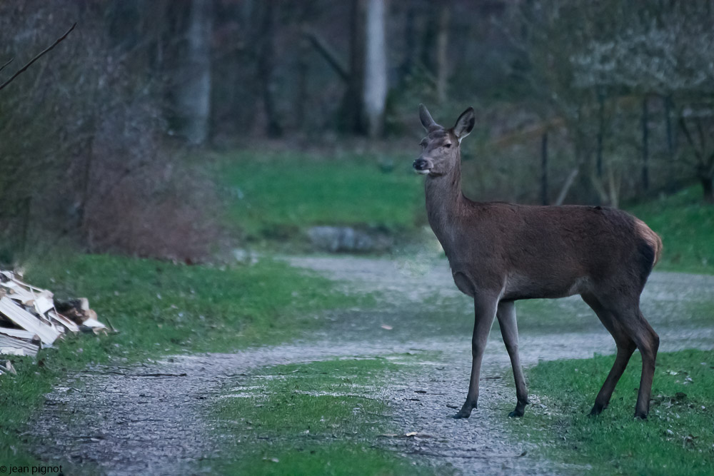 biche manssion1 2018-7.jpg