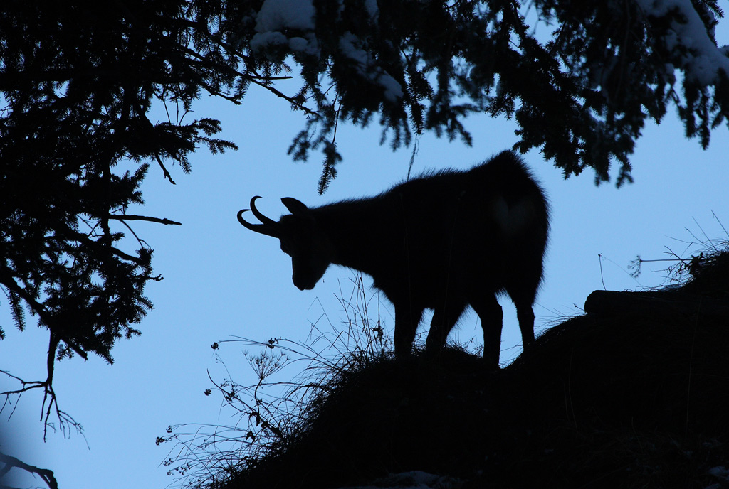 bouc-contre-jour-14.11.jpg