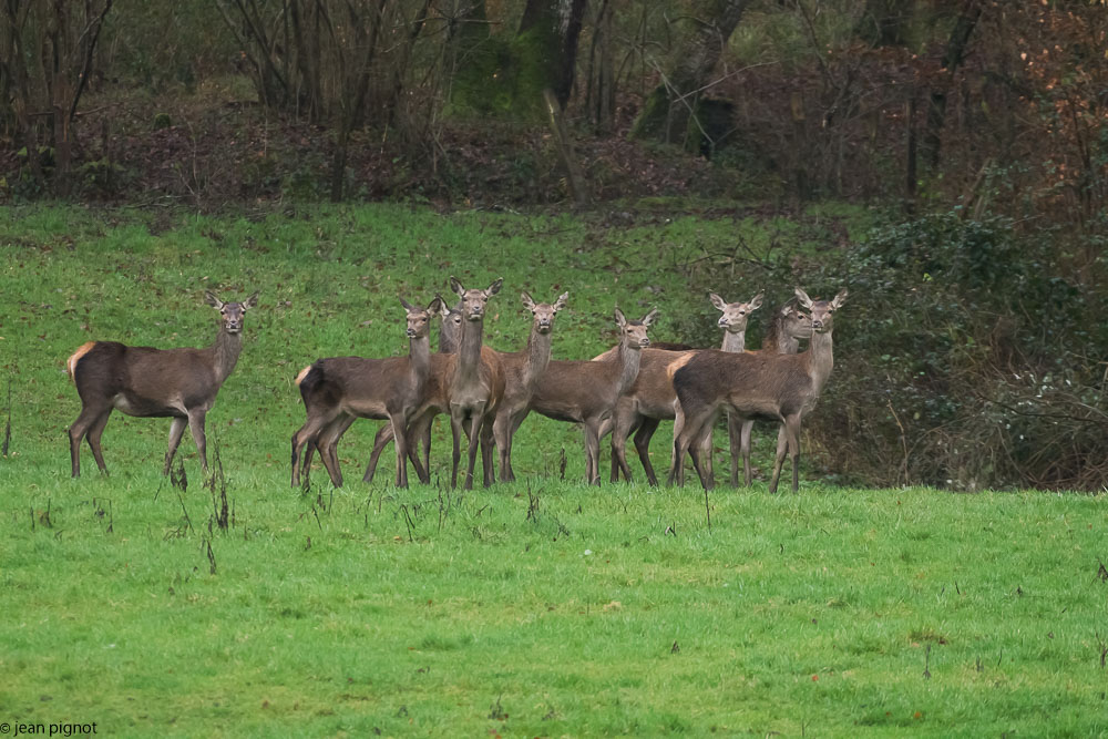 biche alexendra1 2018.jpg