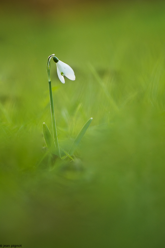 perce neige-2-2018.jpg