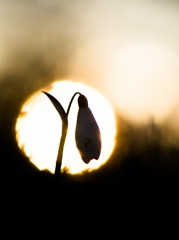 perce neige-2-2018-2.jpg