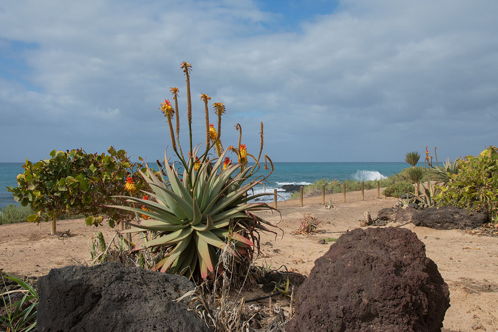 16-Aloe vera.jpg