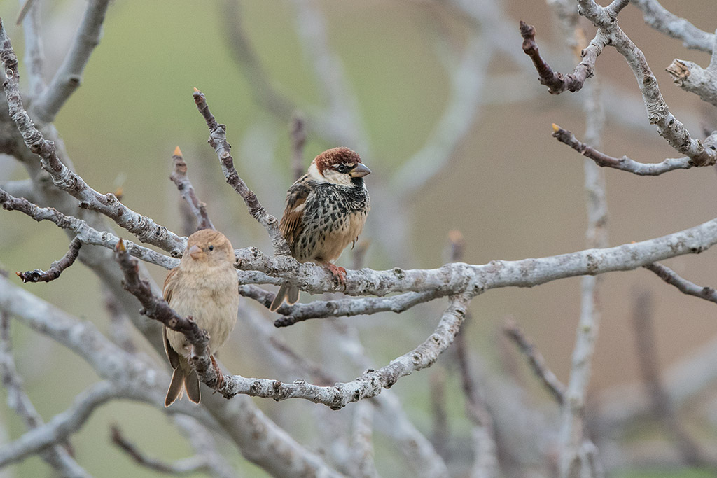 21-moineau espagnol (couple).jpg