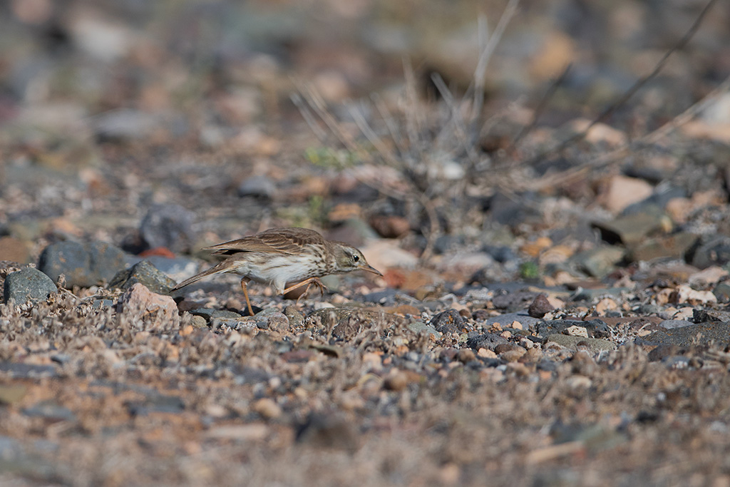 22-Pipit de Berthelot.jpg