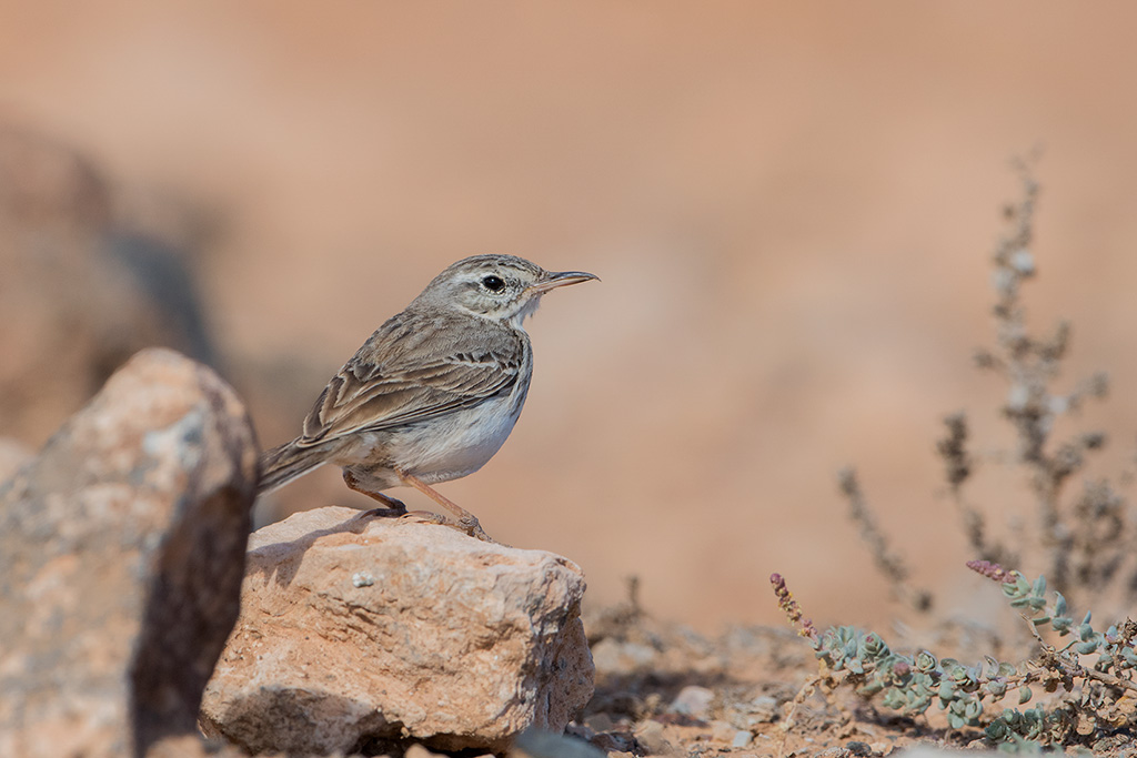 23-Pipit de Berthelot.jpg