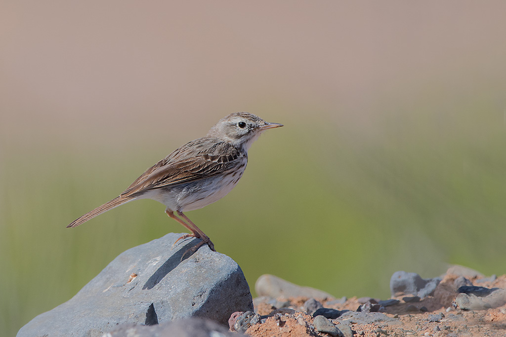 24-Pipit de Berthelot.jpg