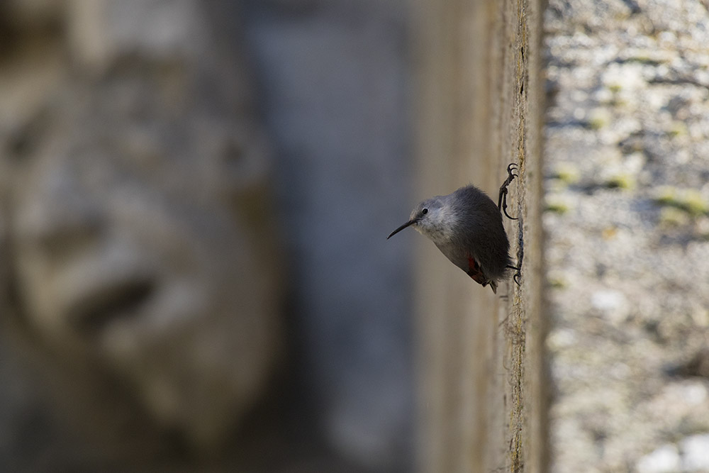 Chartres_04-02-2018-16-40-11_0234.jpg