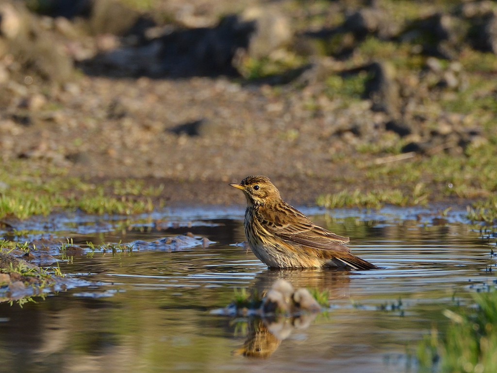 PIPIT 1.jpg