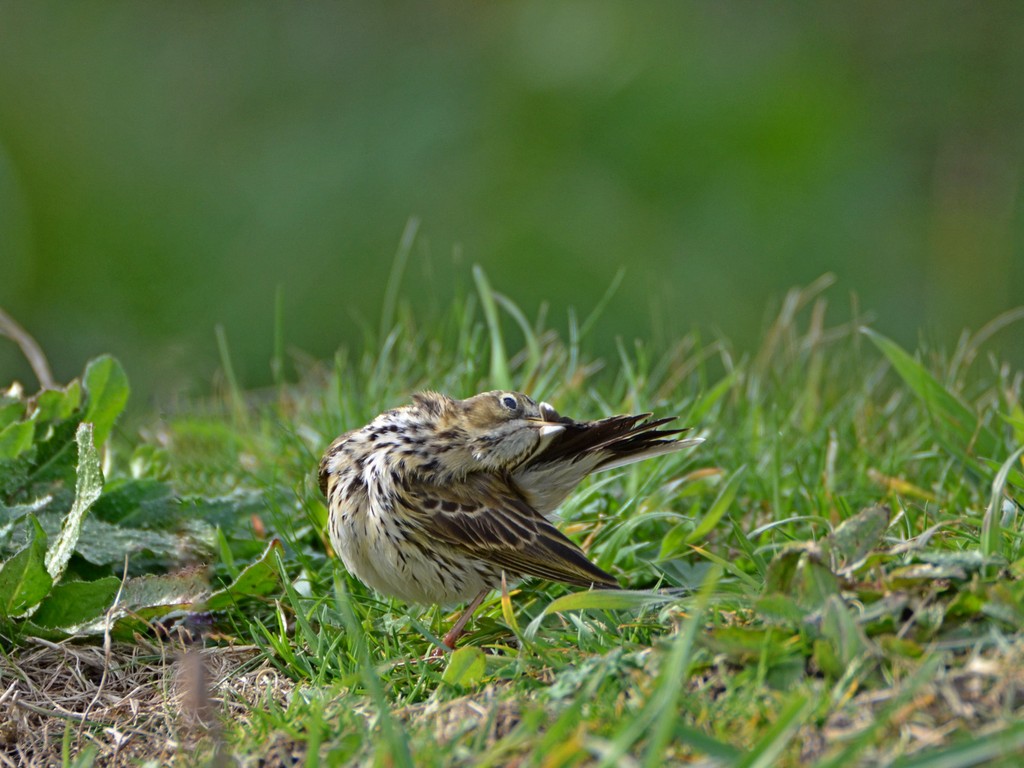 toilettepipit1.jpg