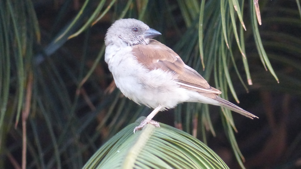 Lac Retba (Sénégal).JPG