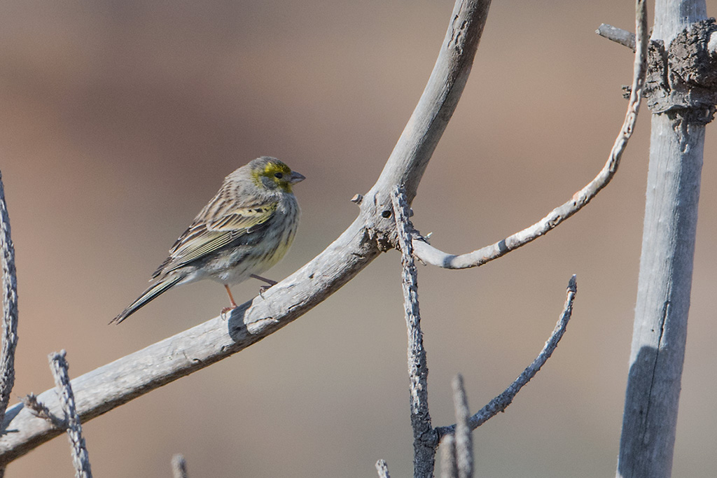 46-Serin des Canaries (f).jpg