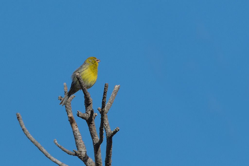 47-Serin des Canaries.jpg