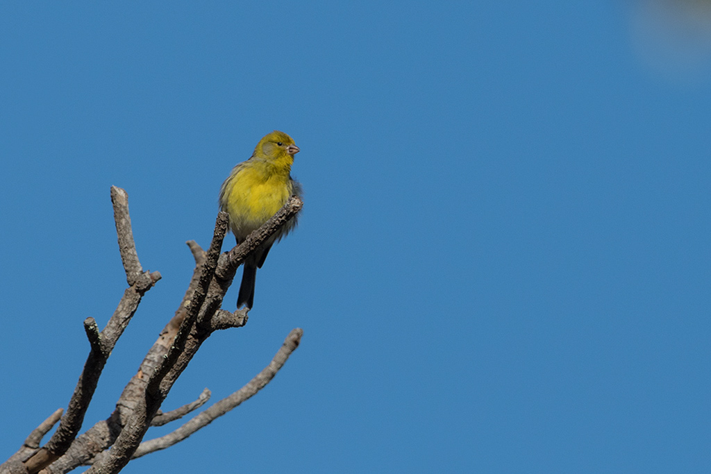 48-Serin des Canaries.jpg