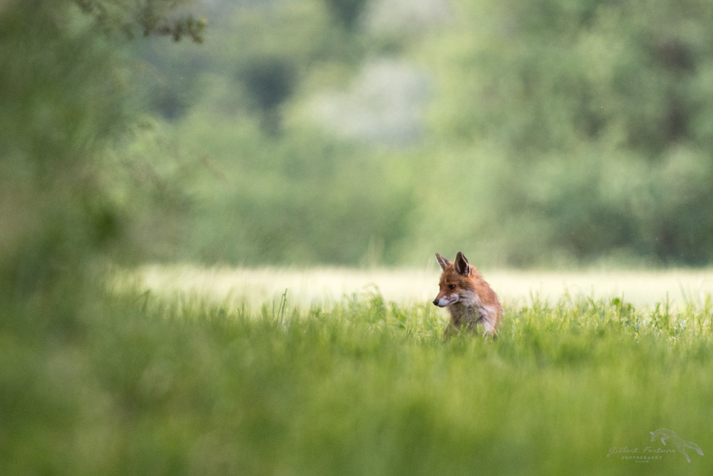 Renard 2_DSC4014.jpg