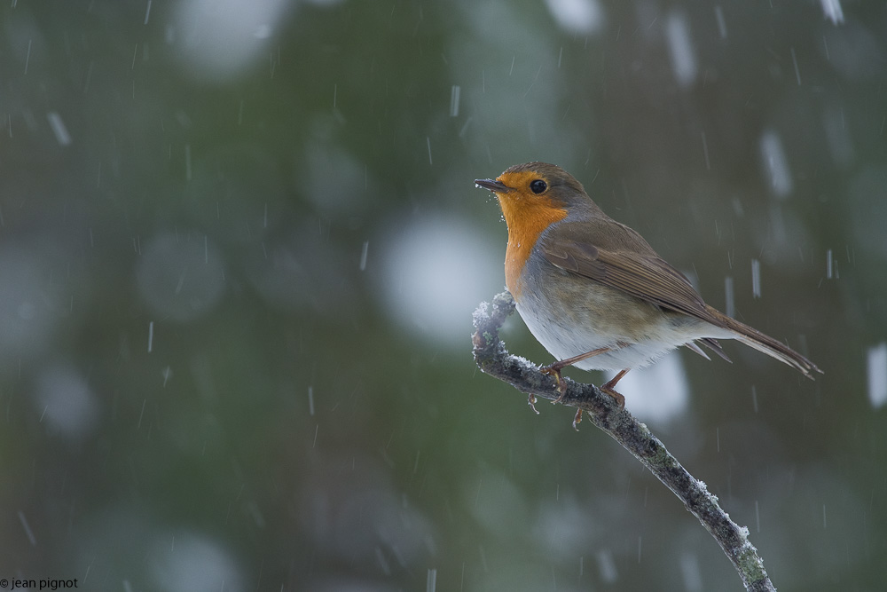 oiseaux neige.jpg