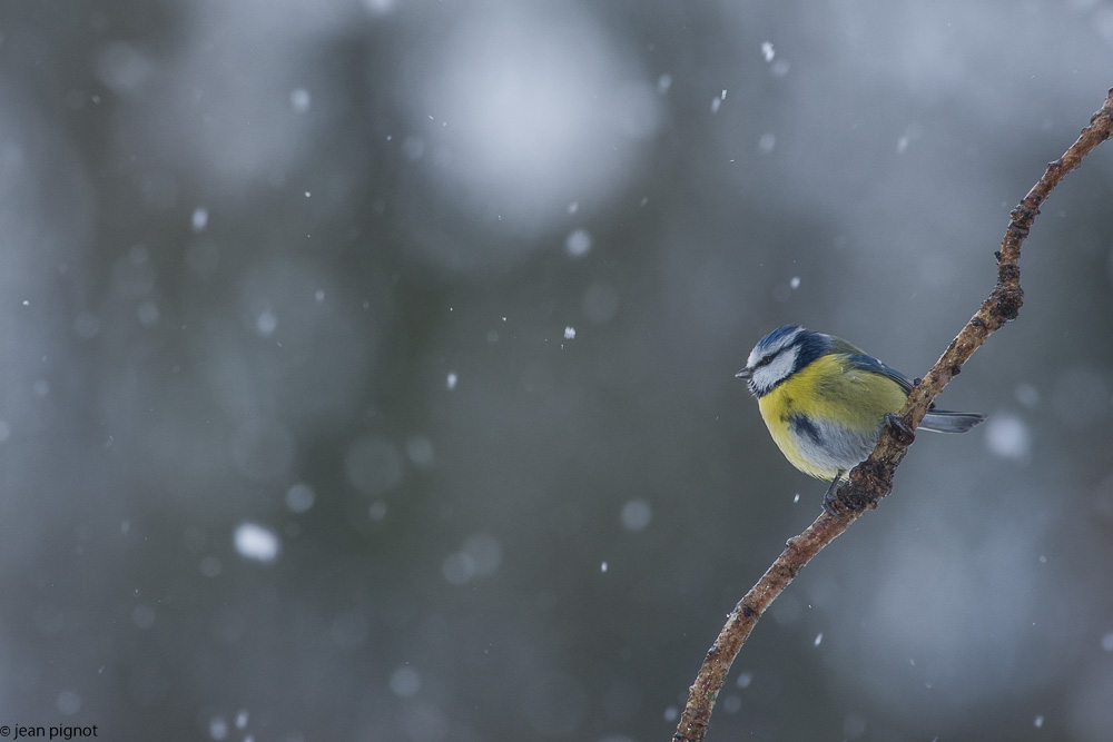 oiseaux neige-2.jpg