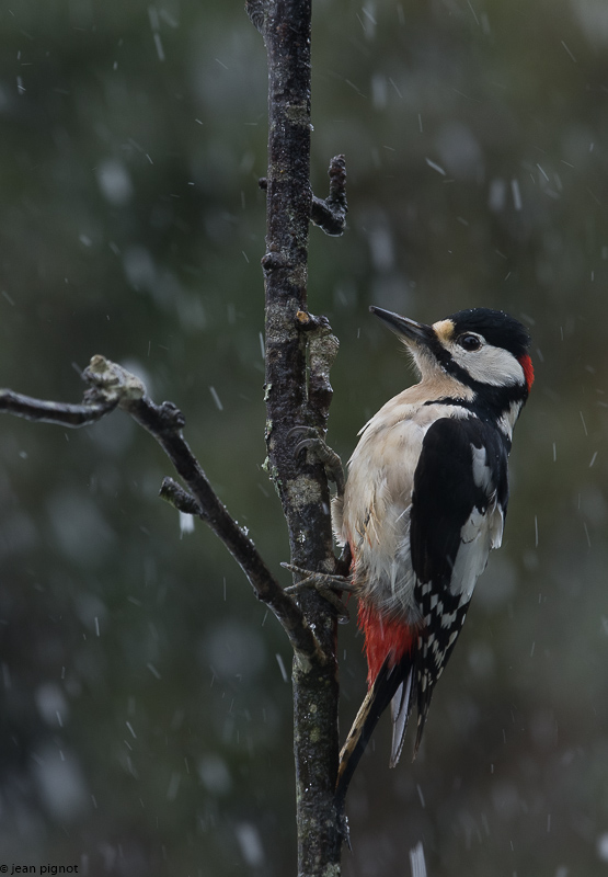 oiseaux neige-5.jpg