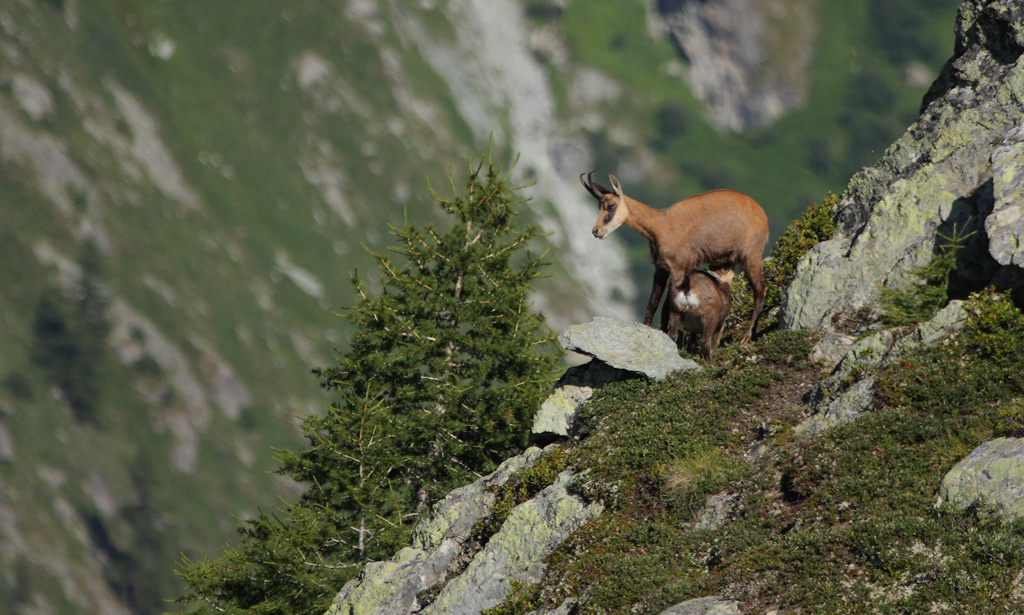 chèvre-et-cabri-06.08.jpg