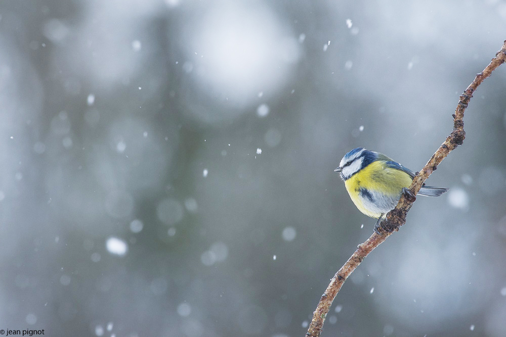 oiseaux neige-2.jpg